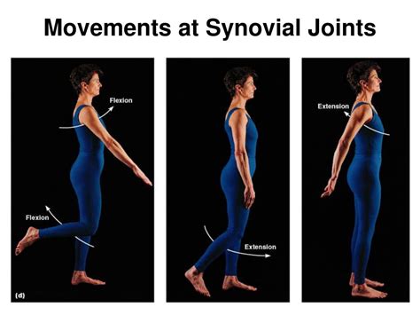 Synovial Joint Movements