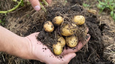 How To Grow Potatoes Indoors Easy To Follow Steps For A Thriving