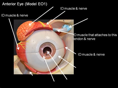 Eye Model Eo1 External Anterior View Diagram Quizlet