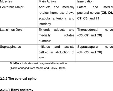 The superficial back muscles are situated underneath the skin and superficial fascia. 2 Actions and innervation of primary muscles | Download Table