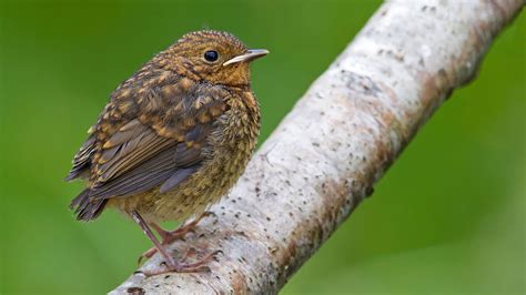 Robin Bird Facts All You Need To Know Birds Fact