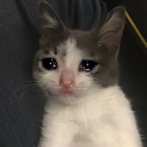 Crying Cat Meme Template