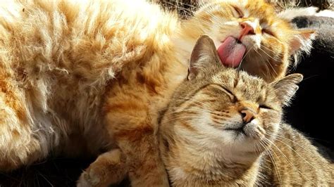 The Most Adorable Moments Of Cats Licking Each Other Youtube