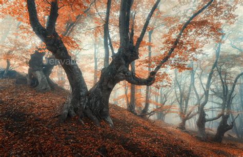 Mystical Autumn Forest In Fog Magical Old Trees In Clouds Stock Photo