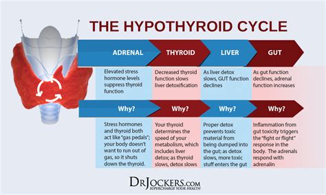 The other way is using ketones, which are produced in the liver, for energy. Using A Ketogenic Diet For Hypothyroid - DrJockers.com