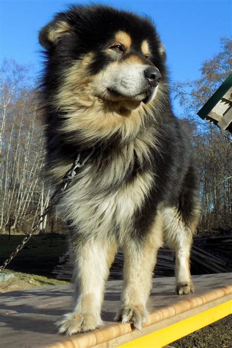 What Do You Get When A Malamute And An Tibetan Mastiff Reproduce This
