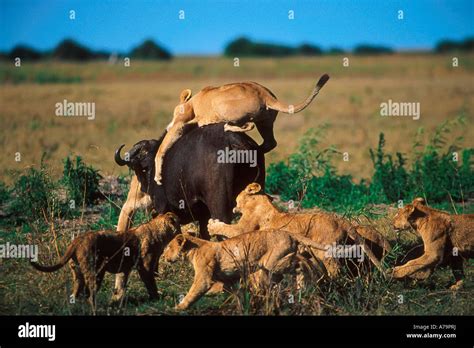 A Pride Of Lions Hunting Down A Solitary Buffalo Chobe Game Reserve