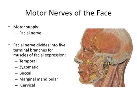 The Primary Motor Nerve Of The Face Is The Slidesharedocs