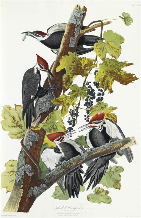 audubon john james 1785 1851 the birds of america from original drawings london