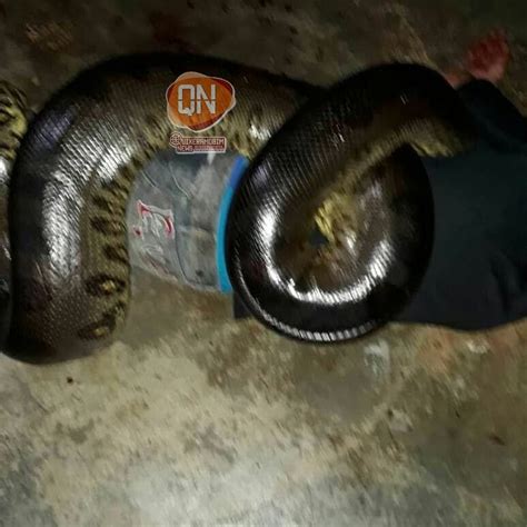 Fato Ou Boato Homem Atacado E Morto Por Cobra Sucuri Na Zona Rural