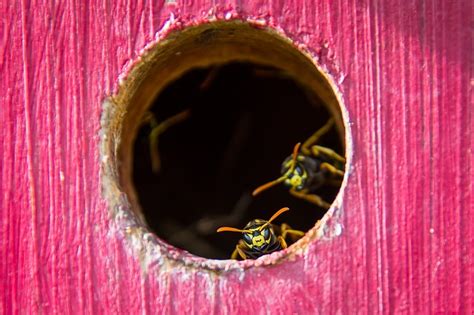 A career as a pest control specialist offers many benefits, including working independently, interacting with people and working outdoors. Why Are Wasps So Aggressive? | Empire Pest Control London