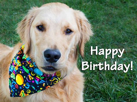 Write a funny message, saying or quote on a greeting card even though the cat can't read. Happy Birthday from Collarific Dog Bandanas | Keep the Tail Wagging