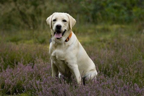 How Long Do Labs Live Ways To Help Your Labrador Stay Healthy