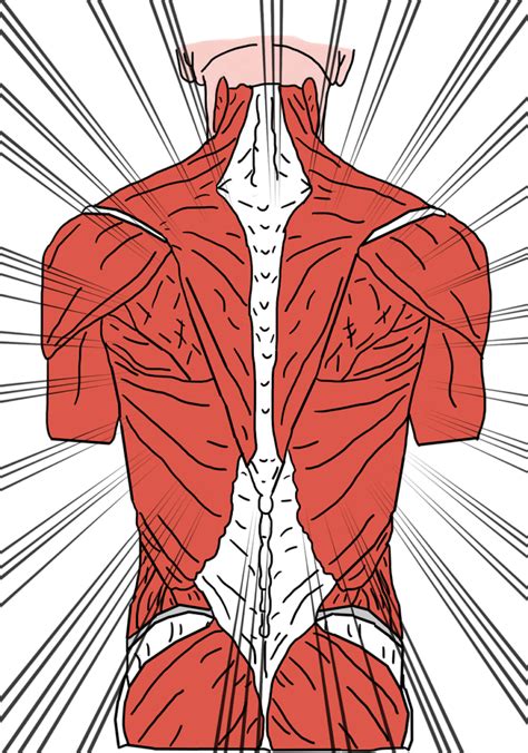 Mid Back Anatomy Anatomical Charts And Posters
