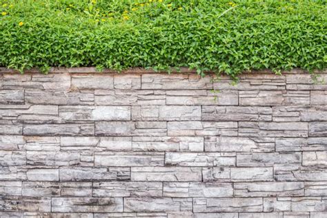 Pattern Of Natural Stone Wall And Green Ivy Garden Decorative Stock