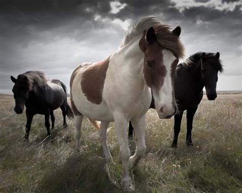 Icelandic horses | Horses, Beautiful horses, Animals