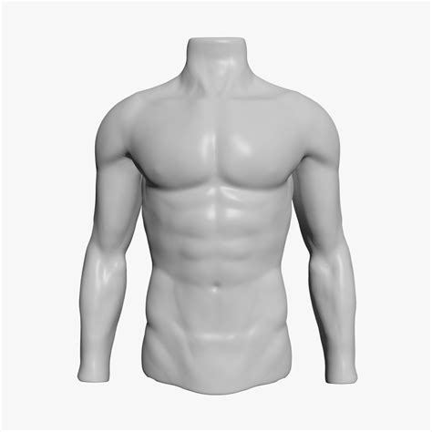 Male Mannequin Torso 3D Model Mannequin Torso Man Anatomy Torso