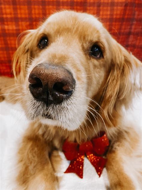 Christmas Golden Retriever Golden Retriever Christmas Dog Dog Wallpaper