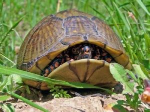 Alert and inquisitive, eastern box turtles recognize their keepers and aren't shy about demanding food. Box turtle for sale | baby box turtles for sale eastern ...