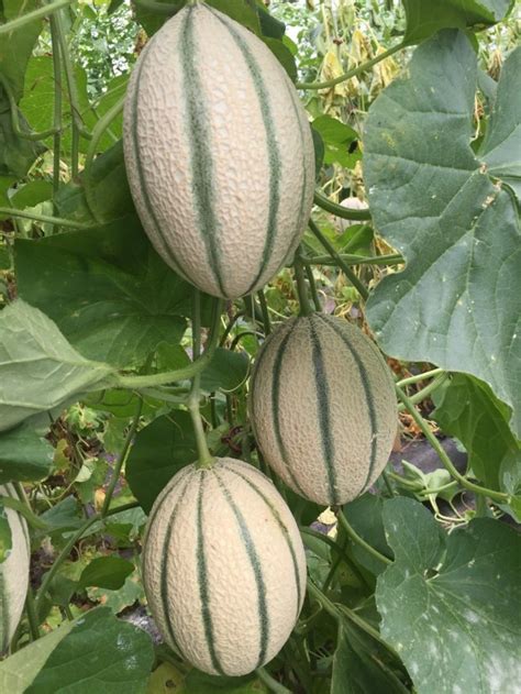 Gardening In King Tuts Time Melons Were Prized For Their Juice Not