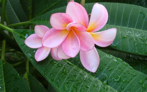 Free Download Pink Plumeria Frangipani Temple Tree 1600x1200 For Your