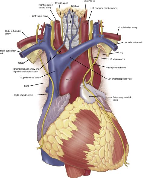 Figure 4 From Anatomy Of The Thoracic Aorta And Of Its Branches