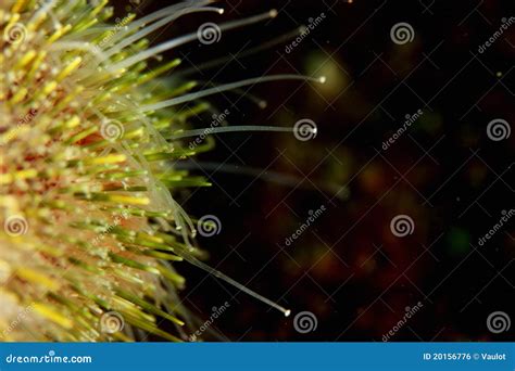 Sea Urchin Feet Podia Stock Photo Image Of Finistere 20156776
