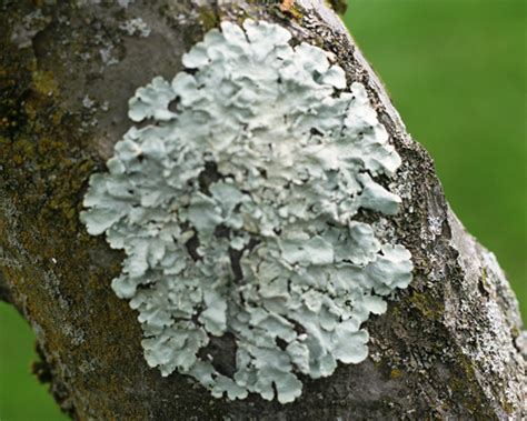 Lichen On Trees