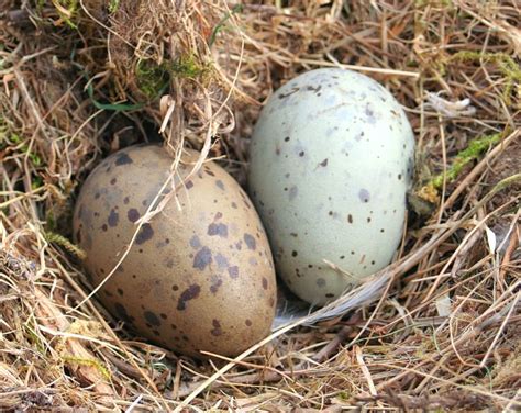 Gull Eggs Wild Birds Bird Nest Nest
