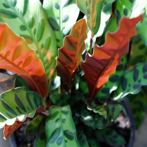 10 Plants That Will Survive Indoors Better Homes And Gardens