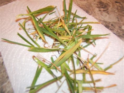 What Causes St Augustine Grass To Turn Yellow These Pests Could Ruin