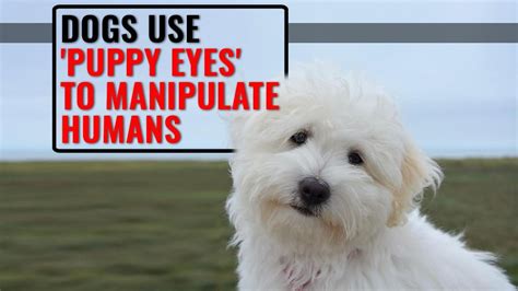 Puppy Eyes Are True And Your Dog Uses It To Manipulate You Petmoo