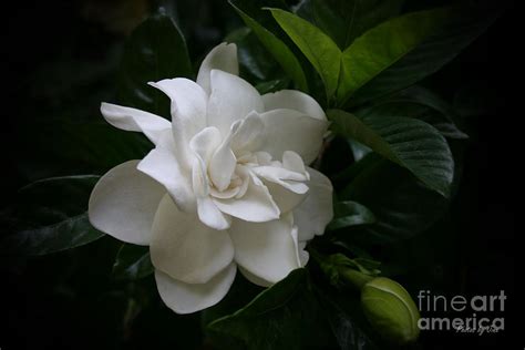 For many years, the gardinia curtain technology has been realising this concept with aesthetically beautiful and technically sophisticated solutions. Fragrant Gardinia Blossoms Photograph by Jinx Farmer