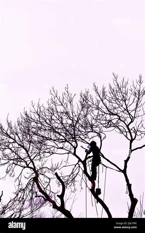 The Silhouette Of A Tree Surgeon Arborist Arboriculturalist Climbing A