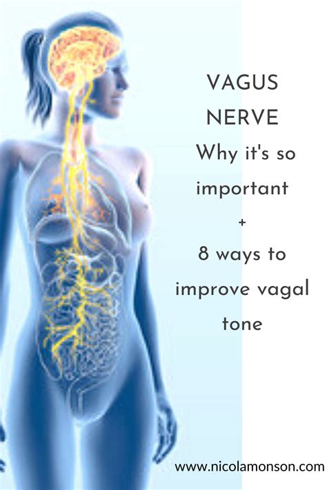 Vagus Nerve Vagus Nerve Nerve Health Vagal Tone