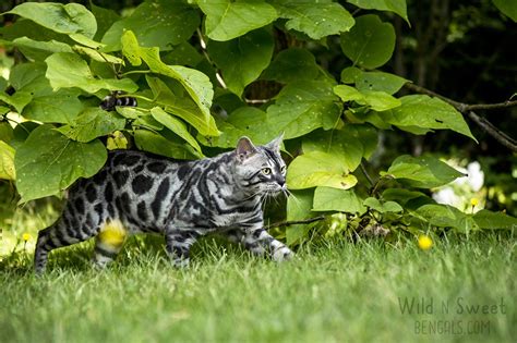 Test specific to the bengal cat. Charcoal Bengal Cats & Kittens for Sale | Wild & Sweet ...