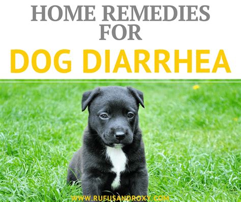5 Best Dog Diarrhea Home Remedies Diarrhea In Dogs Dog Has Diarrhea