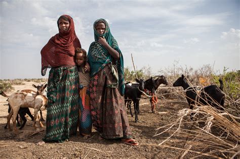 Goats and hope in the Ethiopian desert | Mennonite Central Committee U.S.