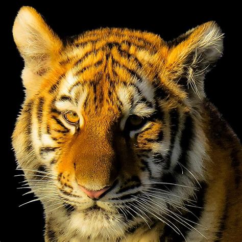 Animal Tiger Tiger Head Portrait Close Up Animal Portrait Big Cat