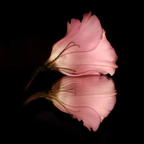 See more ideas about flowers photography, flowers, beautiful flowers. How Android photographer Jeanine Sparla - creates stunning ...