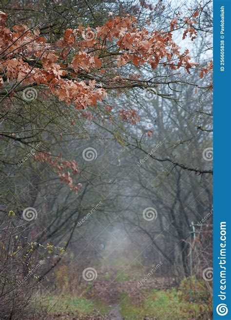 Foggy Tunnel At Deep Autumn Beautiful Oak Leaves Above Stock Photo