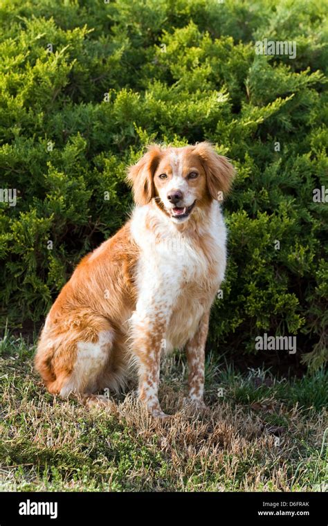 Are Brittany Spaniels Good Inside Dogs