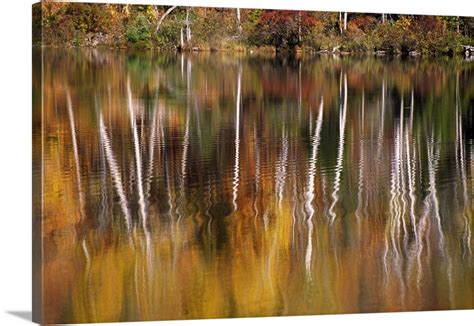 Birch Trees Reflected In Water Wall Art Canvas Prints Framed Prints
