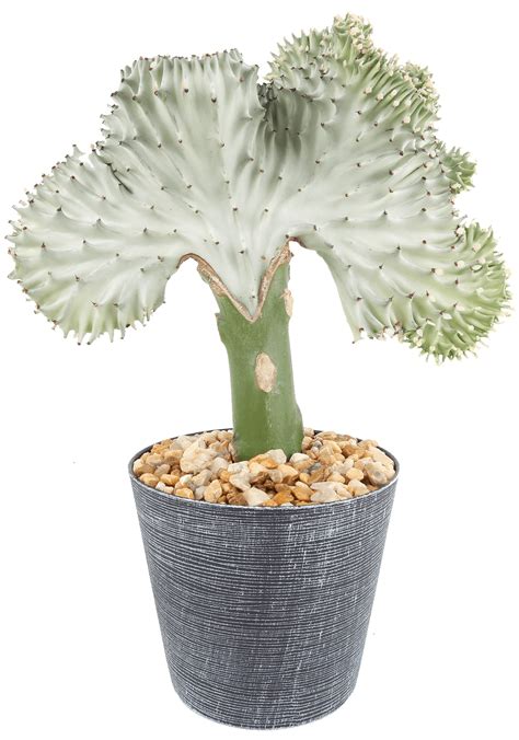 Costa Farms Live Indoor 12in Tall Green Coral Cactus Full Sun Plant