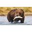 Nature’s Best Eating Competition Brown Bears