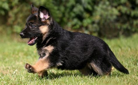 Are German Shepherds Actually German 15 Amazing Facts About German