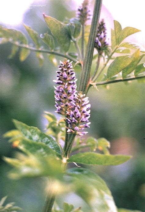 Licorice is an herb that is native to the mediterranean, southern and central russia, and asia minor to iran. PlantFiles Pictures: Licorice (Glycyrrhiza glabra) by mgarr