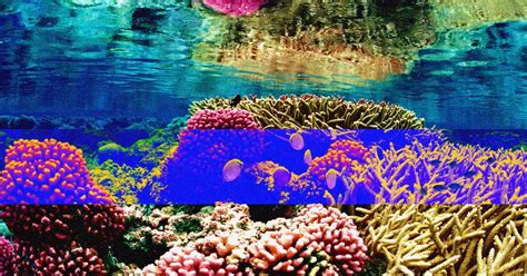 Gene Hacking May Help Coral Reefs Survive Climate Change Futurism
