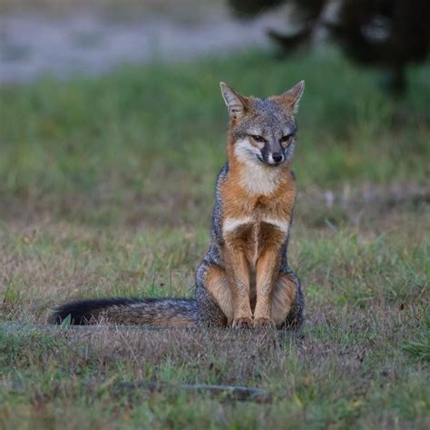 This Gray Fox Posed For Michael Reinhart Mendonoma Sightings