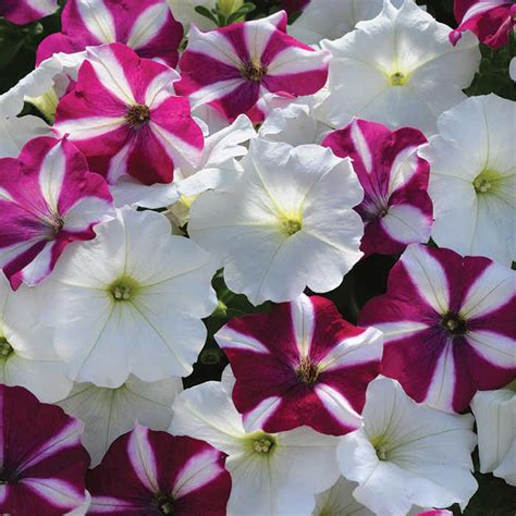 Starfish Mix Easy Wave Hybrid Petunia Container Gardening Jw Jung